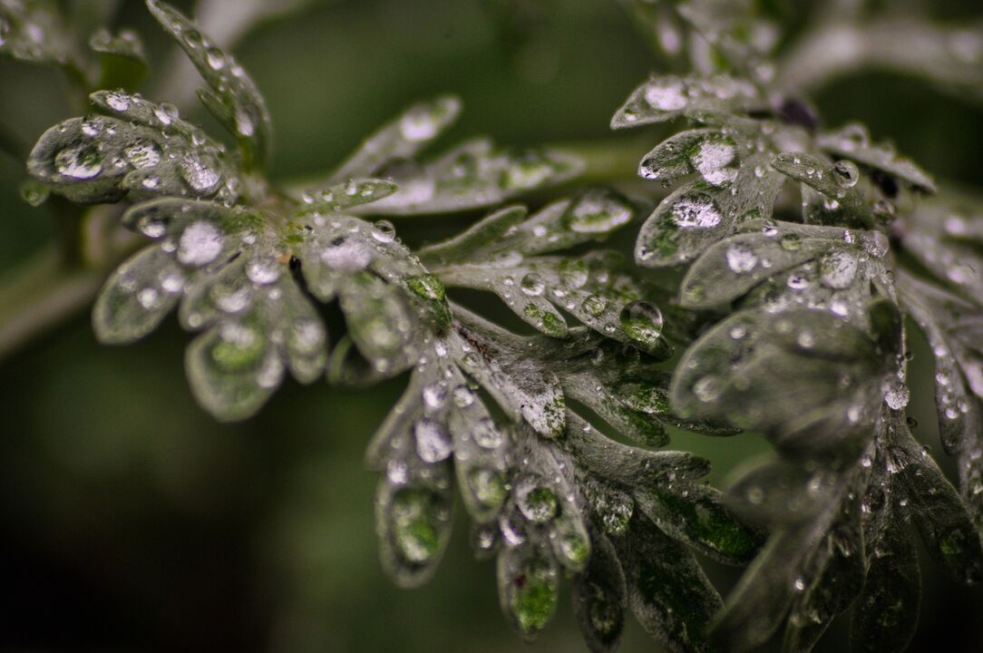 Wormwood plant for the treatment of fungus